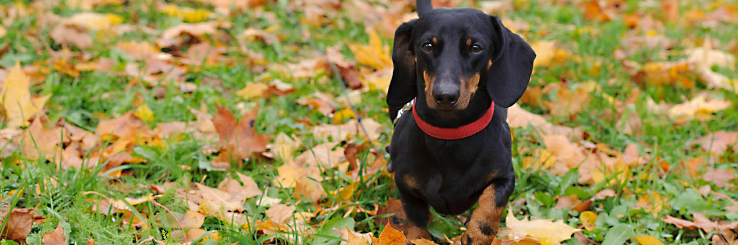 Small dog walking in grass and leaves